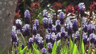 Free Non Copyright Green Screen Video, Herb, Plant, Vascular Plant, Lavender, Flower