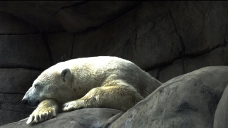 Free Non Copyright Stock Footage, Ice Bear, Bear, Mammal, Wildlife, Wild