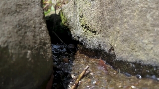 Free Non Copyright Youtube, Invertebrate, Rock, Stone, Water, Water Snake