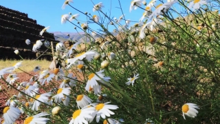 Free Nuke Stock Footage, Herb, Plant, Sweet False Chamomile, Vascular Plant, Flower