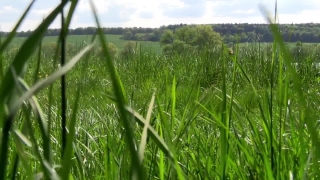 Free Online Stock Footage, Wheat, Field, Grass, Spring, Cereal