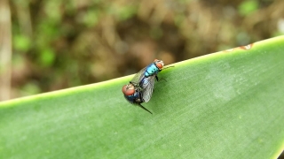 Free Party Background Video, Fly, Insect, Arthropod, Ladybug, Bug