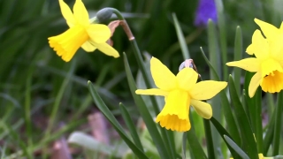 Free Photos And Videos No Copyright, Narcissus, Bulbous Plant, Vascular Plant, Plant, Flower