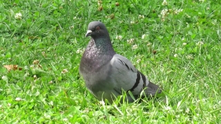 Free Pixel No Copyright Video, Dove, Bird, Wildlife, Beak, Feather