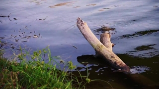 Free Plane Taking Off Stock Footage, Otter, Water, Sea, Ocean, Mammal