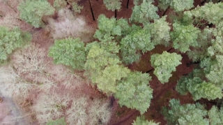 Free Police Stock Footage, Coral Fungus, Fungus, Organism, Plant, Vascular Plant