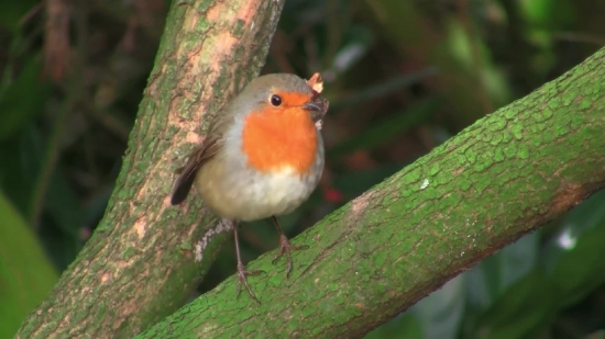 Free Powerpoint Backgrounds, Bird, Finch, Brambling, Beak, Wildlife