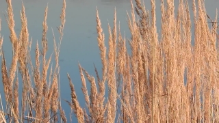 Free Powerpoint Stock Videos, Wheat, Cereal, Field, Reed, Plant