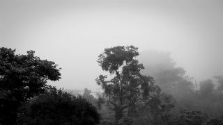 Free Pregnant Couple Stock Footage, Tree, Fir, Landscape, Forest, Trees