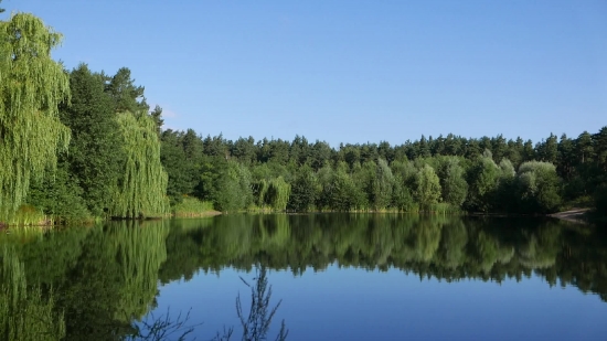 Free Presentation Background, Tree, Lake, Willow, Landscape, Swamp