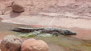 Free Prison Stock Footage, Crocodile, Reptile, Water, Sea, River