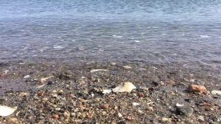 Free Private Jet Stock Video, Horseshoe Crab, Arthropod, Invertebrate, Beach, Sea