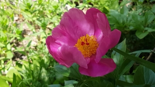 Free Professional Stock Footage, Shrub, Flower, Rose, Plant, Pink