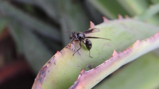 Free Professional Stock Video, Ant, Insect, Arthropod, Bug, Ladybug