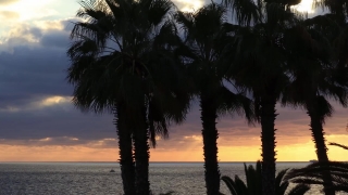 Free Rain On Window Stock Footage, Coconut, Palm, Beach, Sea, Ocean