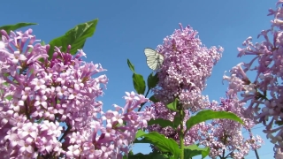 Free Random Stock Video, Lilac, Flower, Spring, Flowers, Plant