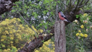 Free Record Player Stock Footage, Bird, Vertebrate, Animal, Chordate, Wildlife