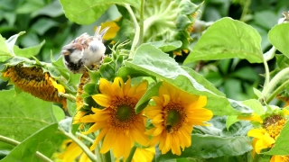 Free Restaurant Stock Video, Sunflower, Plant, Flower, Yellow, Herb