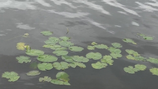 Free Rocket Launch Stock Footage, Common Duckweed, Duckweed, Aquatic Plant, Vascular Plant, Aquatic