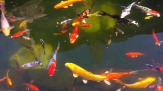 Free Running Stock Video, Goldfish, Water, Pond, Orange, Swim