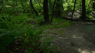 Free Science Stock Footage, Tree, Forest, Woody Plant, Vascular Plant, Landscape