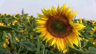 Free Science Stock Videos, Sunflower, Flower, Yellow, Agriculture, Field