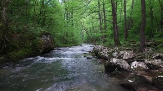 Free Sea Stock Video, Forest, River, Land, Stream, Water