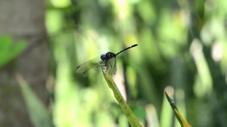 Free Selling Video Footage, Dragonfly, Insect, Arthropod, Damselfly, Fly