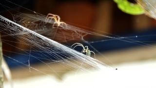 Free Short Background Video Clips, Fly, Spider Web, Web, Cobweb, Lines