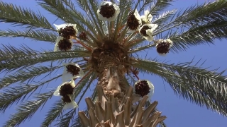 Free Short Stock Videos, Tree, Plant, Palm, Cactus, Holiday