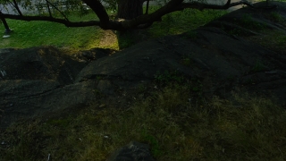 Free Short Video Without Copyright, Megalith, Grave, Tree, Forest, Memorial