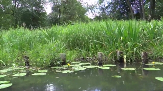 Free Site For Downloading Youtube Videos, Swamp, Aquatic, Water, Lake, Wetland