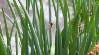 Free Skiing Stock Footage, Horsetail, Fern Ally, Plant, Vascular Plant, Insect