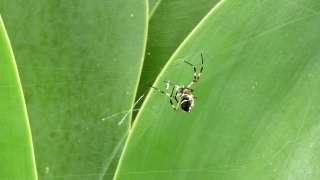 Free Sky Stock Footage, Spider, Garden Spider, Arachnid, Insect, Arthropod