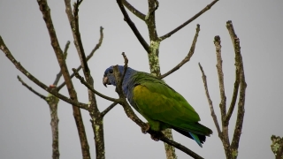 Free Sky Vfx Background Video Download, Macaw, Parrot, Bird, Beak, Feather