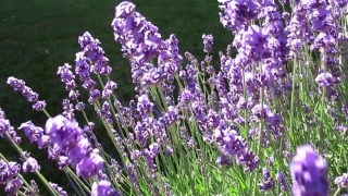 Free Slide Show Background, Lavender, Shrub, Woody Plant, Vascular Plant, Plant