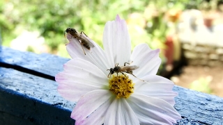 Free Social Media Stock Footage, Flower, Daisy, Petal, Blossom, White