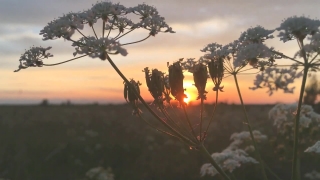 Free Solar System Stock Footage, Sky, Sun, Sunset, Tree, Landscape