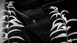 Free Space Stock Video, Spider Web, Web, Cobweb, Trap, Spider