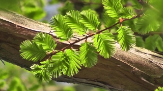 Free Spider Stock Footage, Tree, Woody Plant, Plant, Vascular Plant, Palm