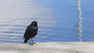 Free Stock Animation Videos, Bird, Wildlife, Feather, Wild, Beak