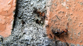 Free Stock Background Video, Ant, Insect, Arthropod, Invertebrate, Texture