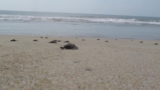 Free Stock Backgrounds, Sand, Beach, Horseshoe Crab, Ocean, Sea