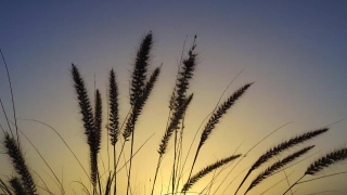 Free Stock Film Reel Footage, Wheat, Reed, Cereal, Herb, Plant