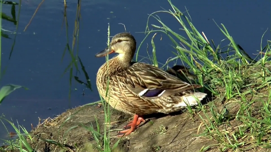 Free Stock Footage And Video, Drake, Duck, Waterfowl, Bird, Wildlife