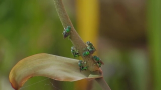 Free Stock Footage And Video, Insect, Beetle, Leaf Beetle, Arthropod, Invertebrate