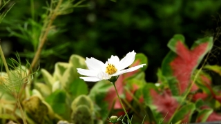 Free Stock Footage Clips, Herb, Plant, Vascular Plant, Flower, Daisy