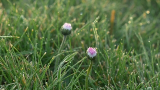 Free Stock Footage For Editing, Chives, Bulbous Plant, Flower, Plant, Vascular Plant