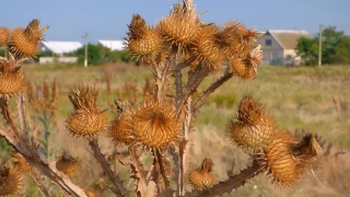 Free Stock Footage For Sale, Yucca, Shrub, Woody Plant, Plant, Vascular Plant