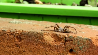 Free Stock Footage No Copyright, Spider, Arthropod, Ant, Arachnid, Insect